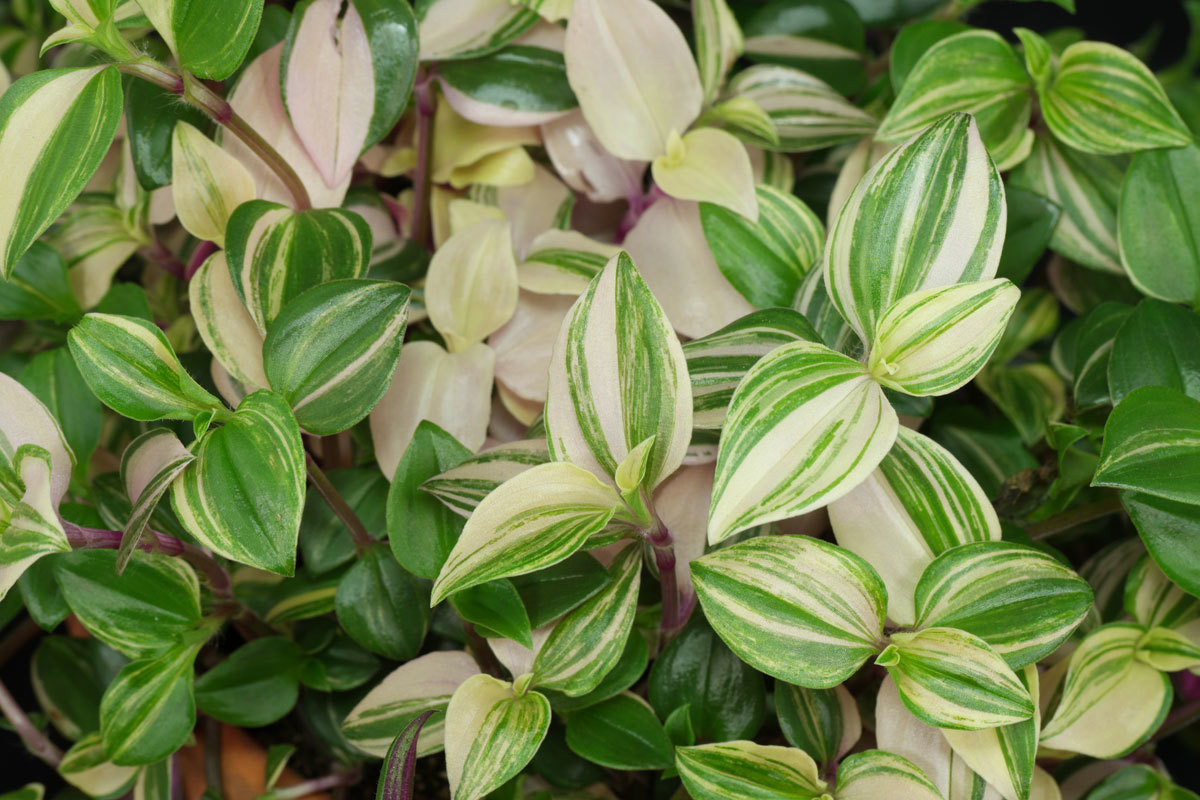 Thài lài cẩm thạch (Tradescantia fluminensis variegata) dài 50 cm, là một phân loài của loài thài lài lá nhỏ bản địa Nam Mỹ. Màu sắc lá trắng - xanh đan xen bắt mắt khiến chúng trở thành cây cảnh phổ biến.