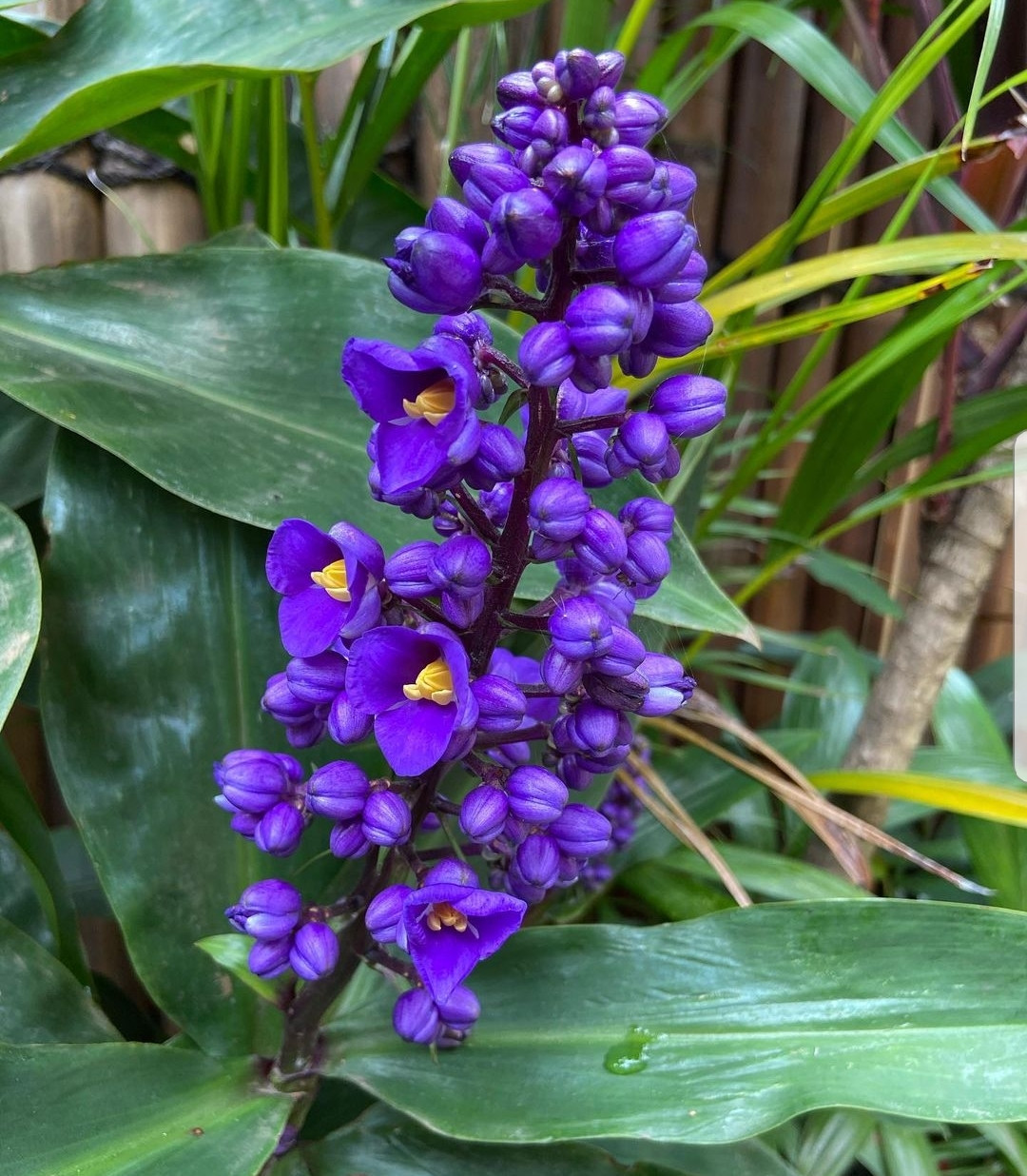 Lưỡng nhị phân hoàng hậu (Dichorisandra reginae) cao 30 cm, là cây rừng nhiệt đới gốc Peru. Mọc thẳng và có chùm hoa màu lam ấn tượng, chúng là cây trồng phổ biến trong những khu vườn ở khu vực khí hậu ấm áp.