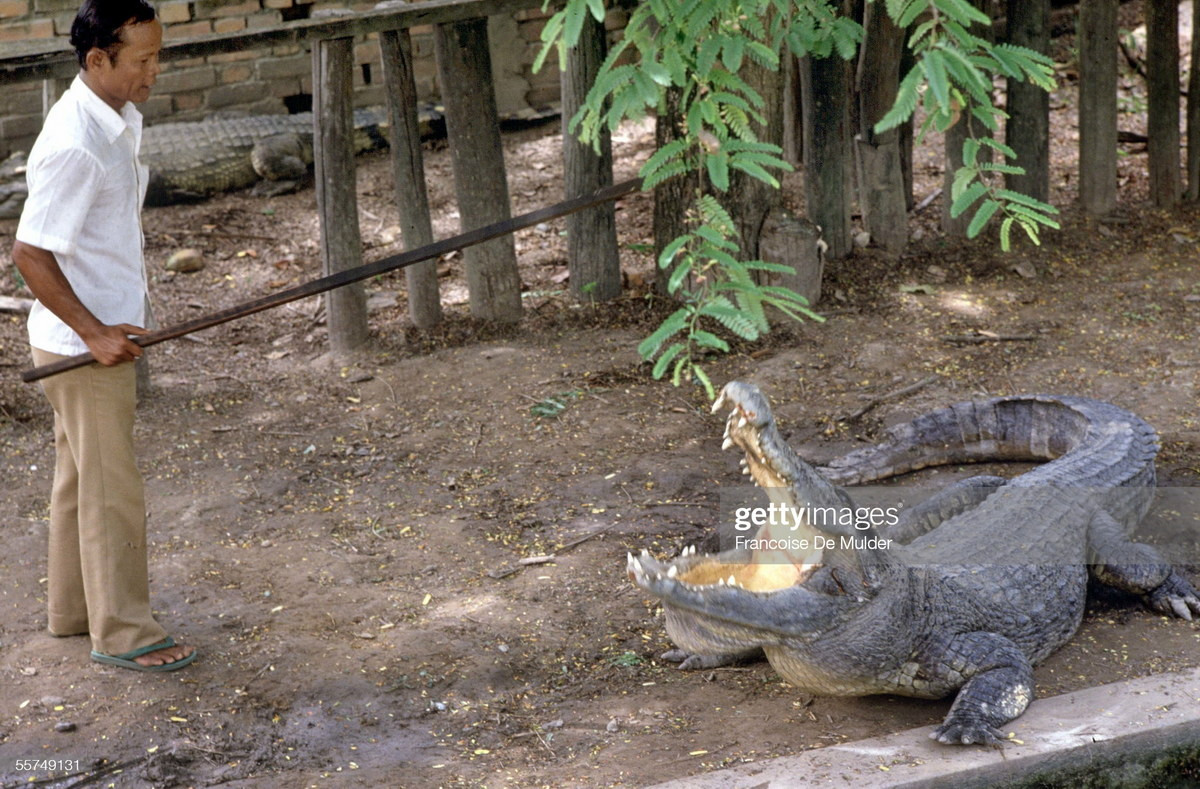 Trong một trang trại cá sấu ở Siem Reap.