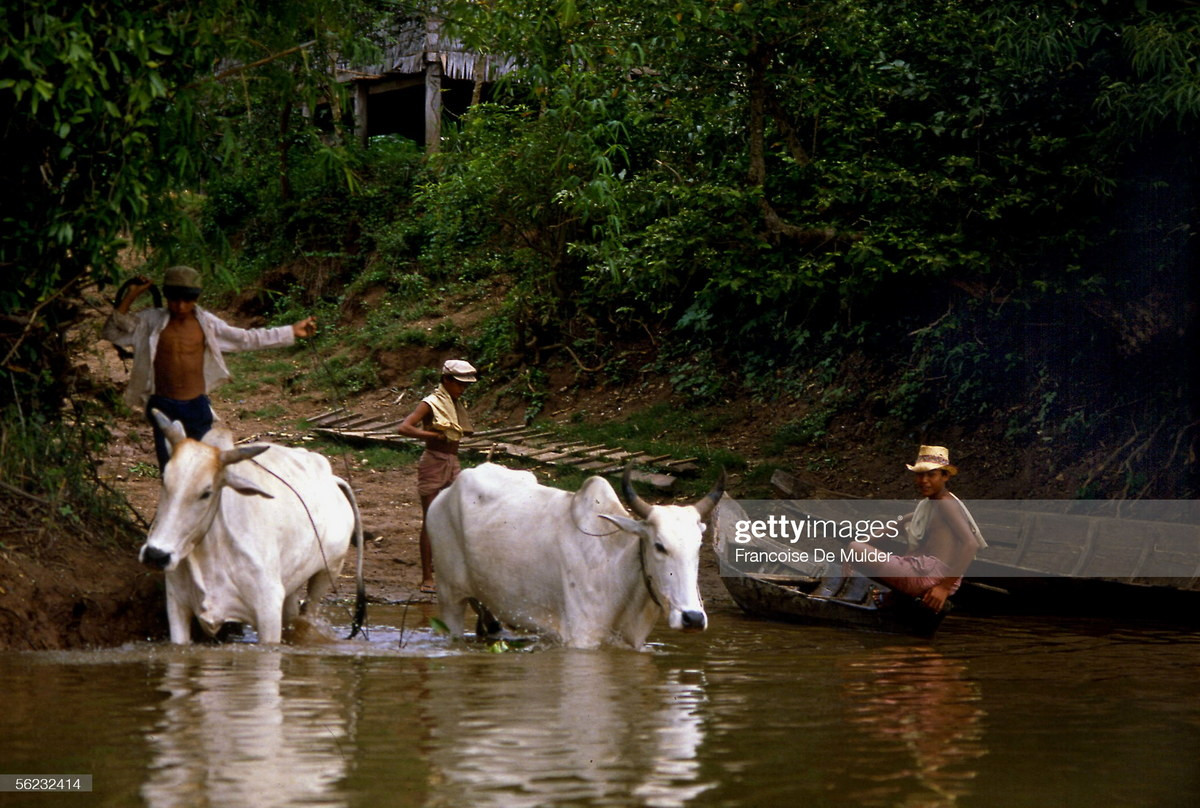 Người dân địa phương tắm cho bò ở Koki.