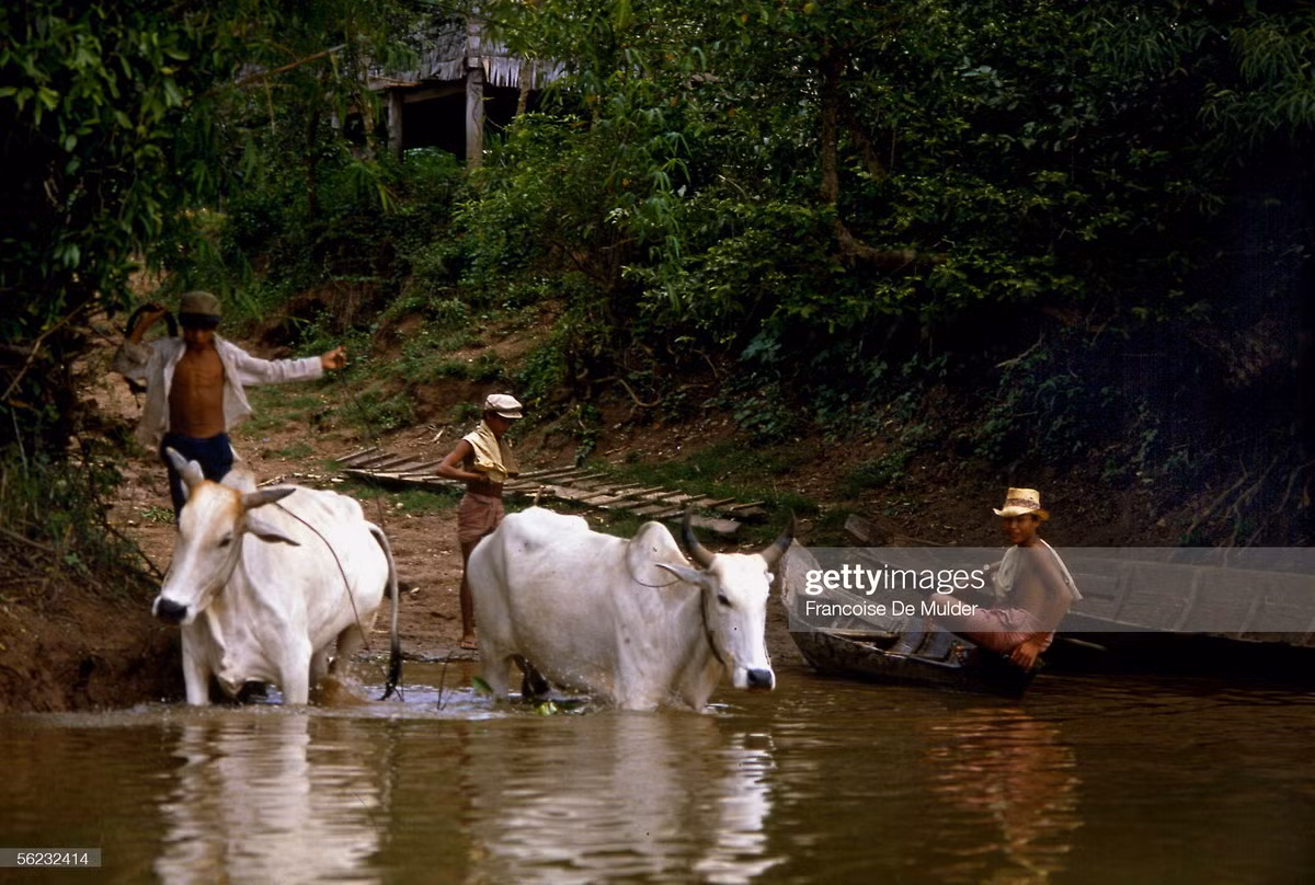 Người dân địa phương tắm cho bò ở Koki.