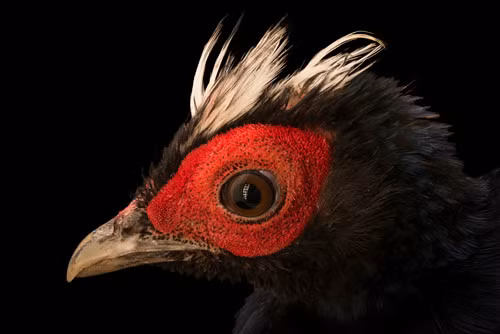 Cần triệt để nghiêm cấm các hình thức săn bắt ở tất cả các khu vực có gà lôi lam đuôi trắng sinh sống. Tiếp tục nghiên cứu về hiện trạng và phân bố, đẩy mạnh tuyên truyền, giáo dục nâng cao dân trí trong nhân dân ở các vùng đệm của Khu bảo tồn thiên nhiên.