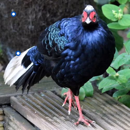 Sách đỏ Việt Nam cho biết, giống gà này có giá trị khoa học và thẩm mỹ rất cao.