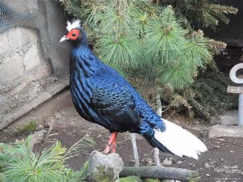 Gà lôi lam đuôi trắng đã được đưa vào Sách Đỏ Việt Nam (1992, 2000), IUCN (1996, 2000), Nghị định 18/HĐBT (1992) và Nghị định 48/ NĐ-CP (2002). Sách Đỏ Châu Á (2001). Danh sách các loài động vật, thực vật hoang dã quy định trong các phụ lục của công ước CITES. Khu Bảo tồn thiên nhiên Kẻ Gỗ đã được thành lập (1996) nhằm bảo vệ gà lôi lam đuôi trắng hữu hiệu.