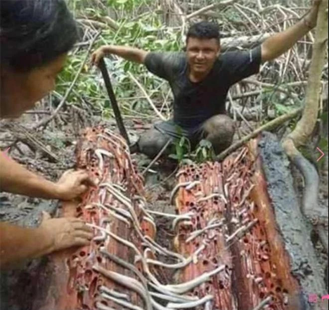 Loai giun mau trang khien nguoi dan kiem duoc rat nhieu tien-Hinh-3