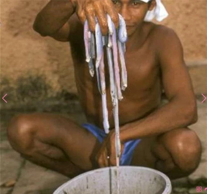 Loai giun mau trang khien nguoi dan kiem duoc rat nhieu tien-Hinh-4