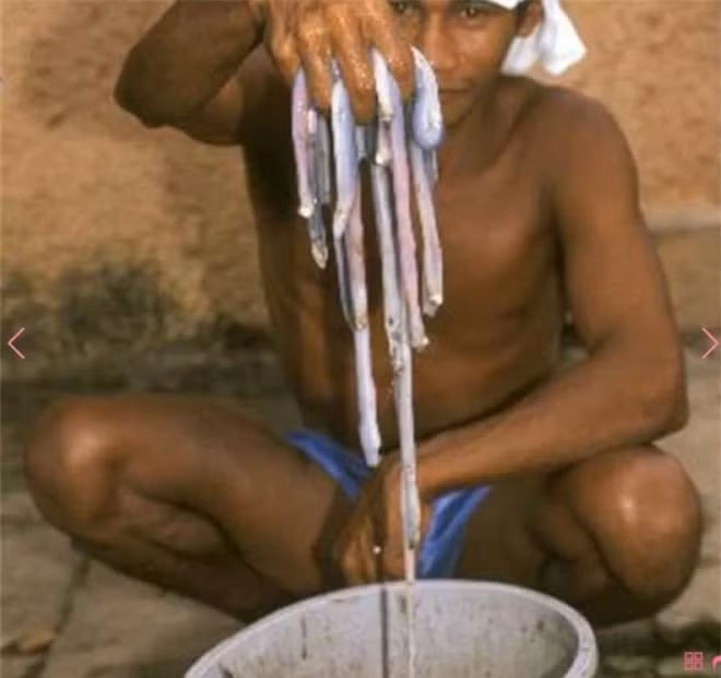 Loai giun mau trang khien nguoi dan kiem duoc rat nhieu tien-Hinh-4