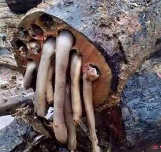 Loai giun mau trang khien nguoi dan kiem duoc rat nhieu tien