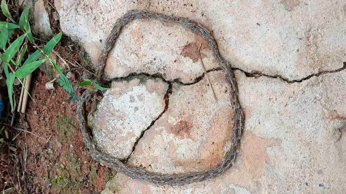 Nguoi dan ong phat hien vong tron la di chuyen o san sau nha