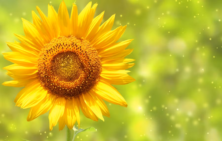 Giua thang 11, xui xeo tieu tan, 3 con giap co tien bac