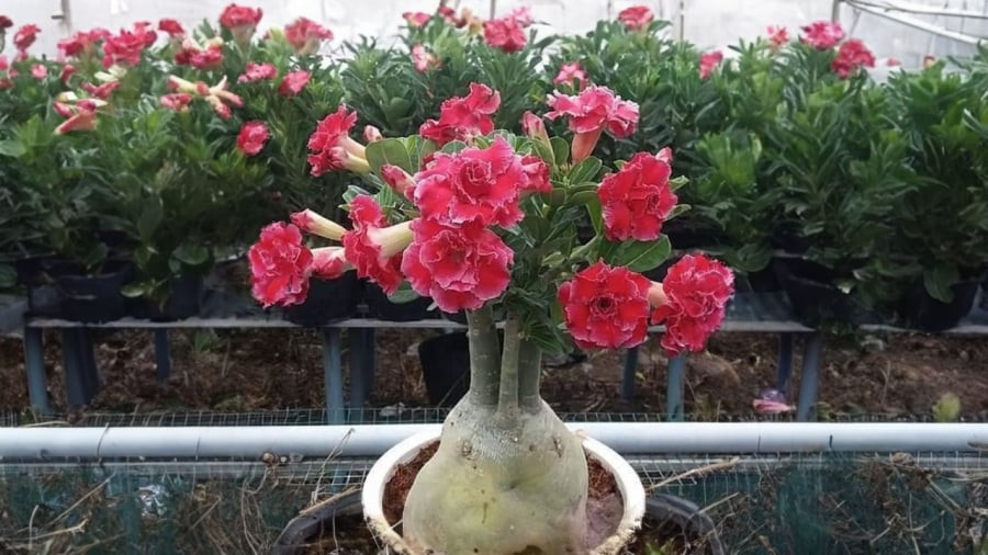 Nhung cay canh quen chiu kho, trong chau nho it dat de song-Hinh-4