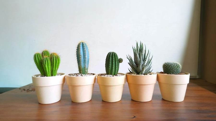 Nhung cay canh quen chiu kho, trong chau nho it dat de song-Hinh-3