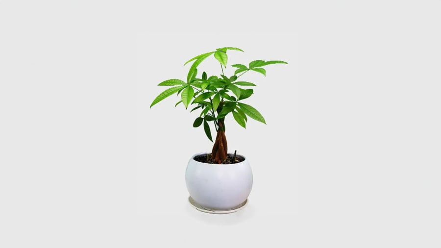 Nhung cay canh quen chiu kho, trong chau nho it dat de song