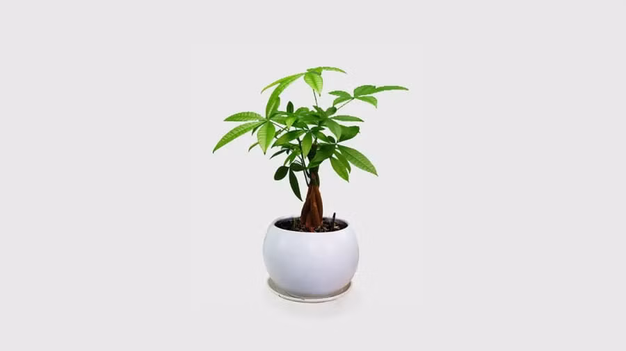 Nhung cay canh quen chiu kho, trong chau nho it dat de song