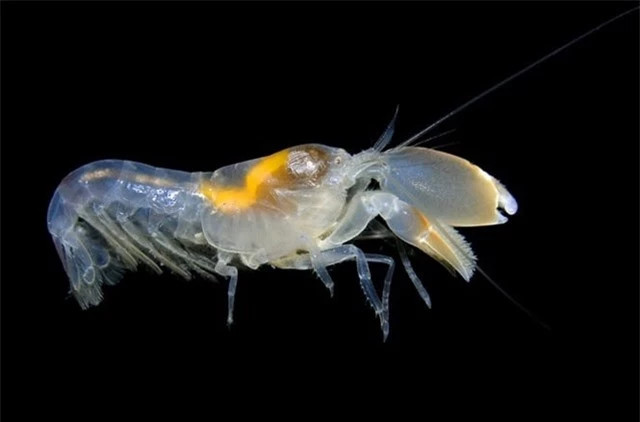 Loai dong vat duy nhat so huu ‘sung’, on ao so 1 the gioi