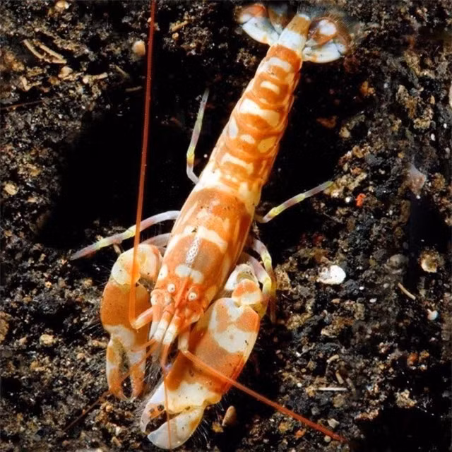 Loai dong vat duy nhat so huu ‘sung’, on ao so 1 the gioi-Hinh-2