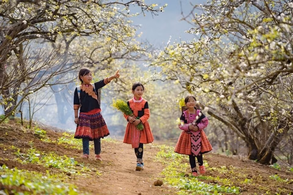 Ve dep ruc ro cua Hoa man no trang tren cao nguyen Moc Chau-Hinh-2