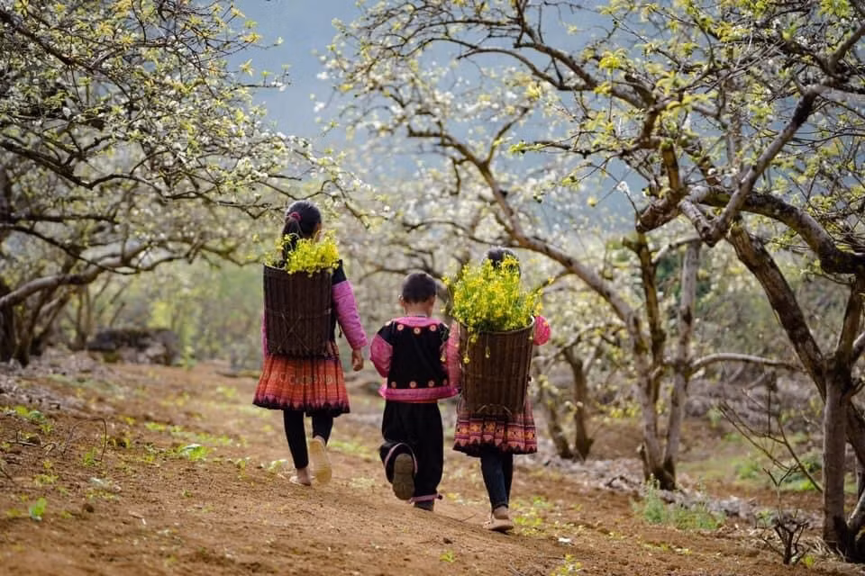 Ve dep ruc ro cua Hoa man no trang tren cao nguyen Moc Chau-Hinh-3