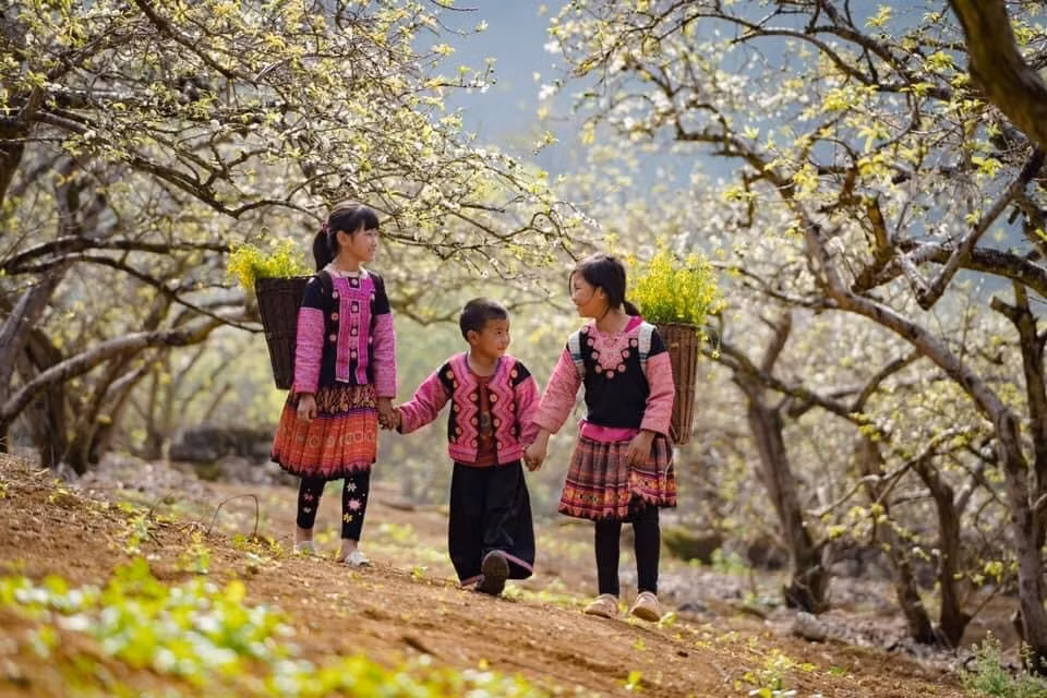 Ve dep ruc ro cua Hoa man no trang tren cao nguyen Moc Chau-Hinh-5