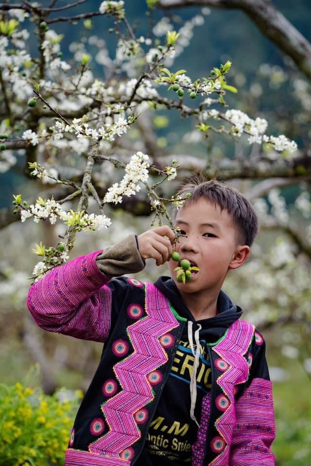 Ve dep ruc ro cua Hoa man no trang tren cao nguyen Moc Chau-Hinh-7