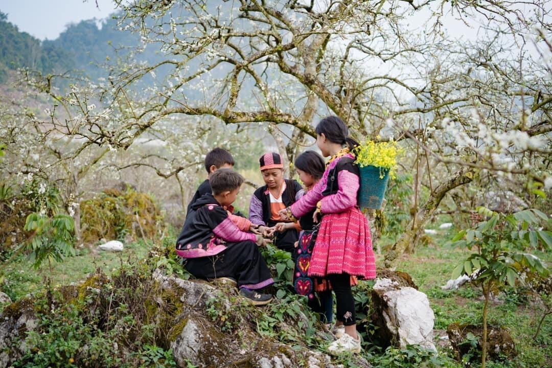 Ve dep ruc ro cua Hoa man no trang tren cao nguyen Moc Chau-Hinh-6