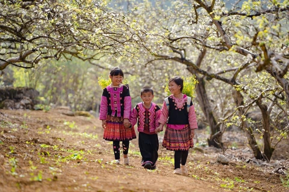 Ve dep ruc ro cua Hoa man no trang tren cao nguyen Moc Chau-Hinh-4