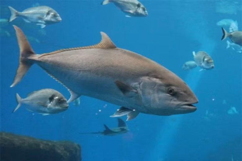 5 loai ca dat do, huong vi cuc ngon nhung sieu hiem-Hinh-5