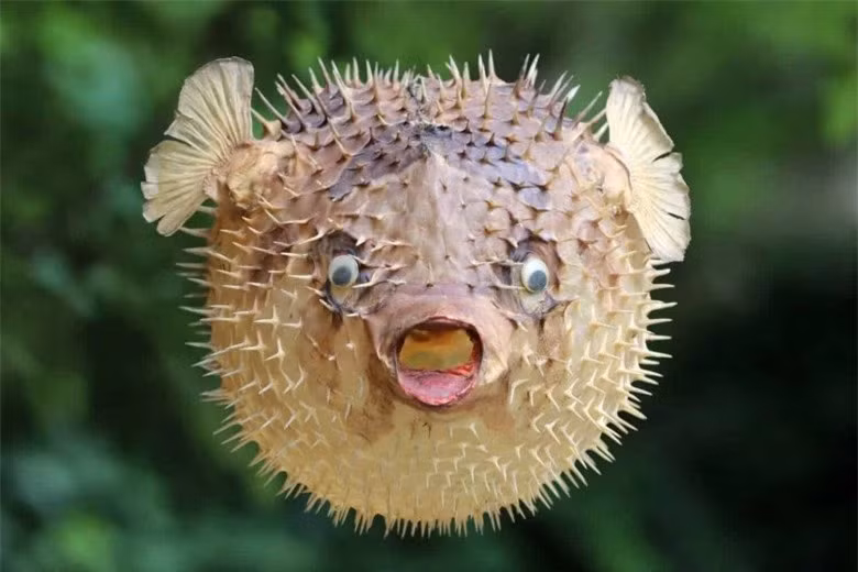 5 loai ca dat do, huong vi cuc ngon nhung sieu hiem-Hinh-3