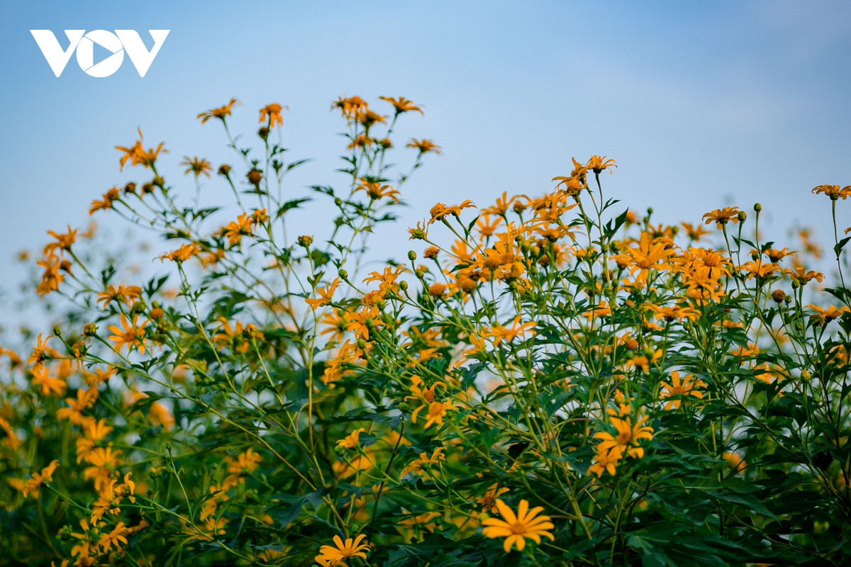 Check-in con duong hoa da quy ruc ro o Hai Duong