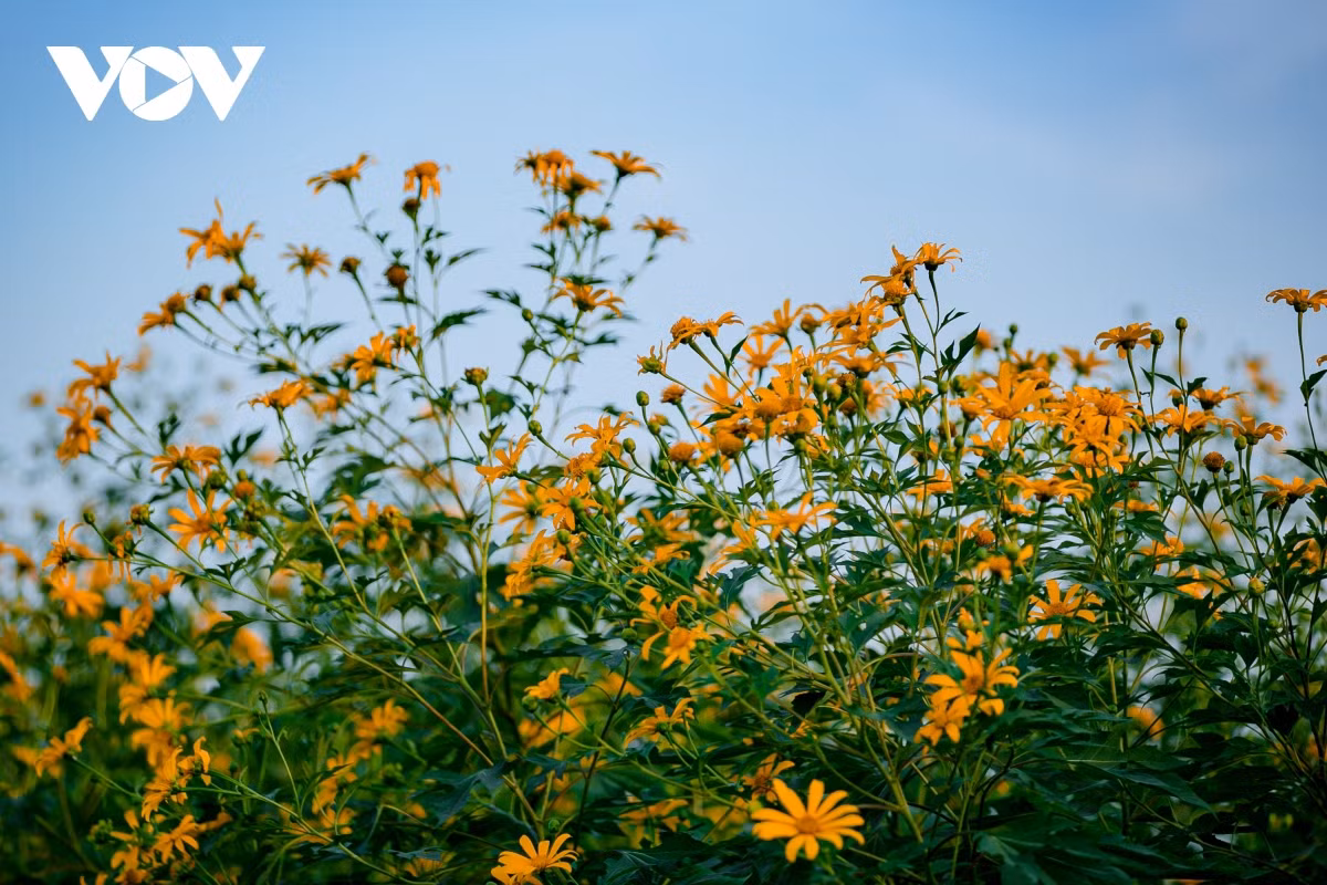 Check-in con duong hoa da quy ruc ro o Hai Duong