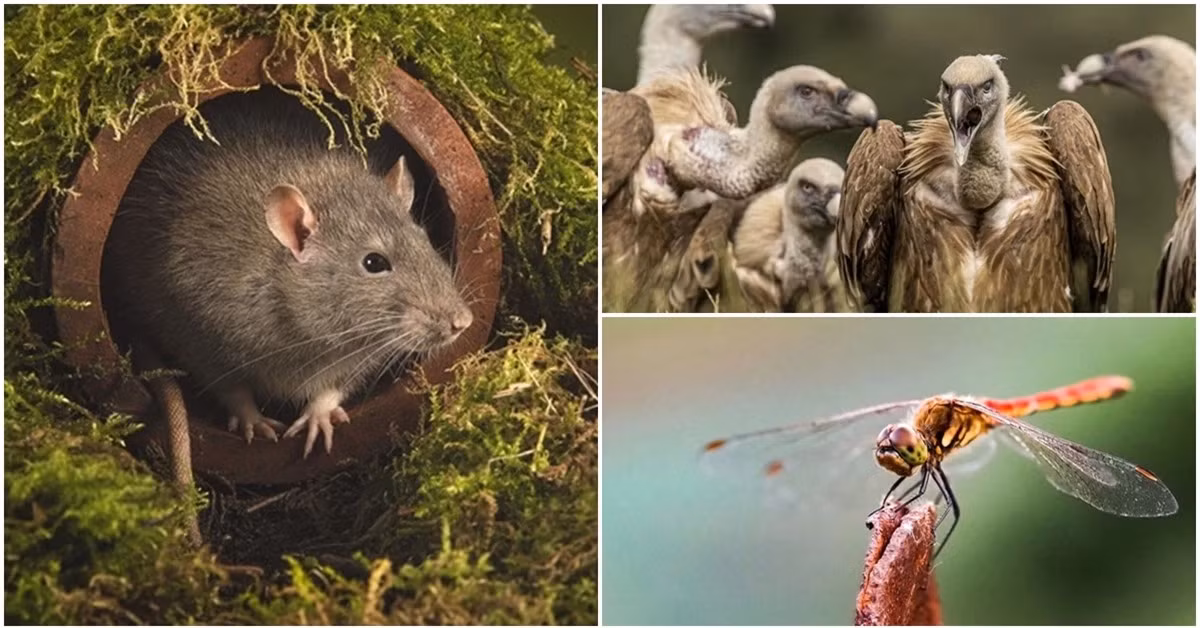 7 sinh vật gắn liền với cái chết ảnh 1