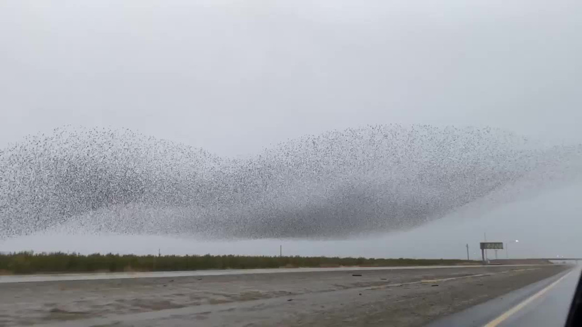 Dang lai xe, tai xe bat gap canh tuong la chua tung thay