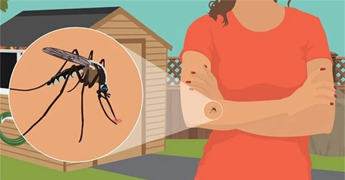 Cần tránh xa 4 màu quần áo này nếu không muốn bị muỗi đốt ảnh 2