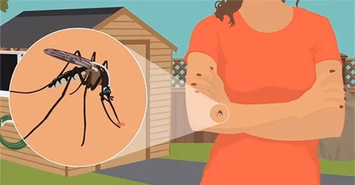 Cần tránh xa 4 màu quần áo này nếu không muốn bị muỗi đốt ảnh 2