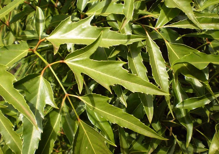 Loai cay duoc menh danh la 'nhan sam cua nguoi ngheo'