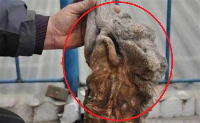 Lao nong nhat khuc go san sui dinh dem nhom bep, hang xom ngan can-Hinh-2