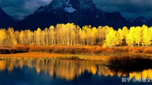 Loại cây sống lâu nhất thế giới, thọ 80.000 tuổi ảnh 4