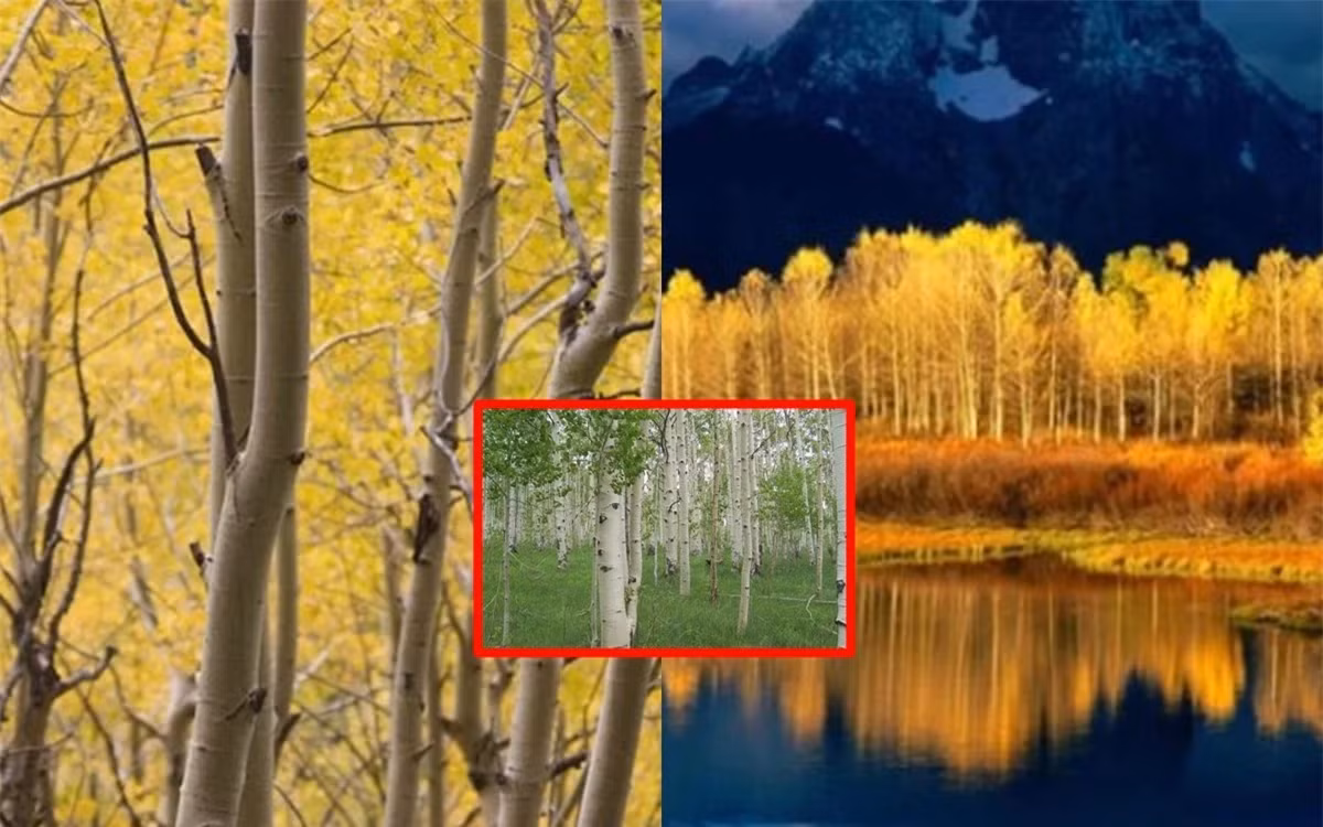 Loại cây sống lâu nhất thế giới, thọ 80.000 tuổi ảnh 1