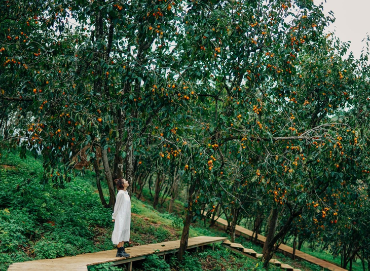 Hoa da quy nhuom vang Da Lat-Hinh-8