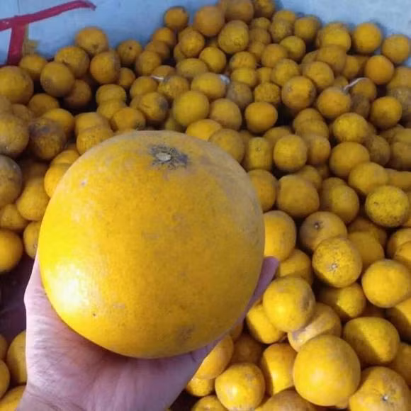 Mua buoi Dien cu nhin vao diem nay, 10 qua thom ngot ca 10-Hinh-2