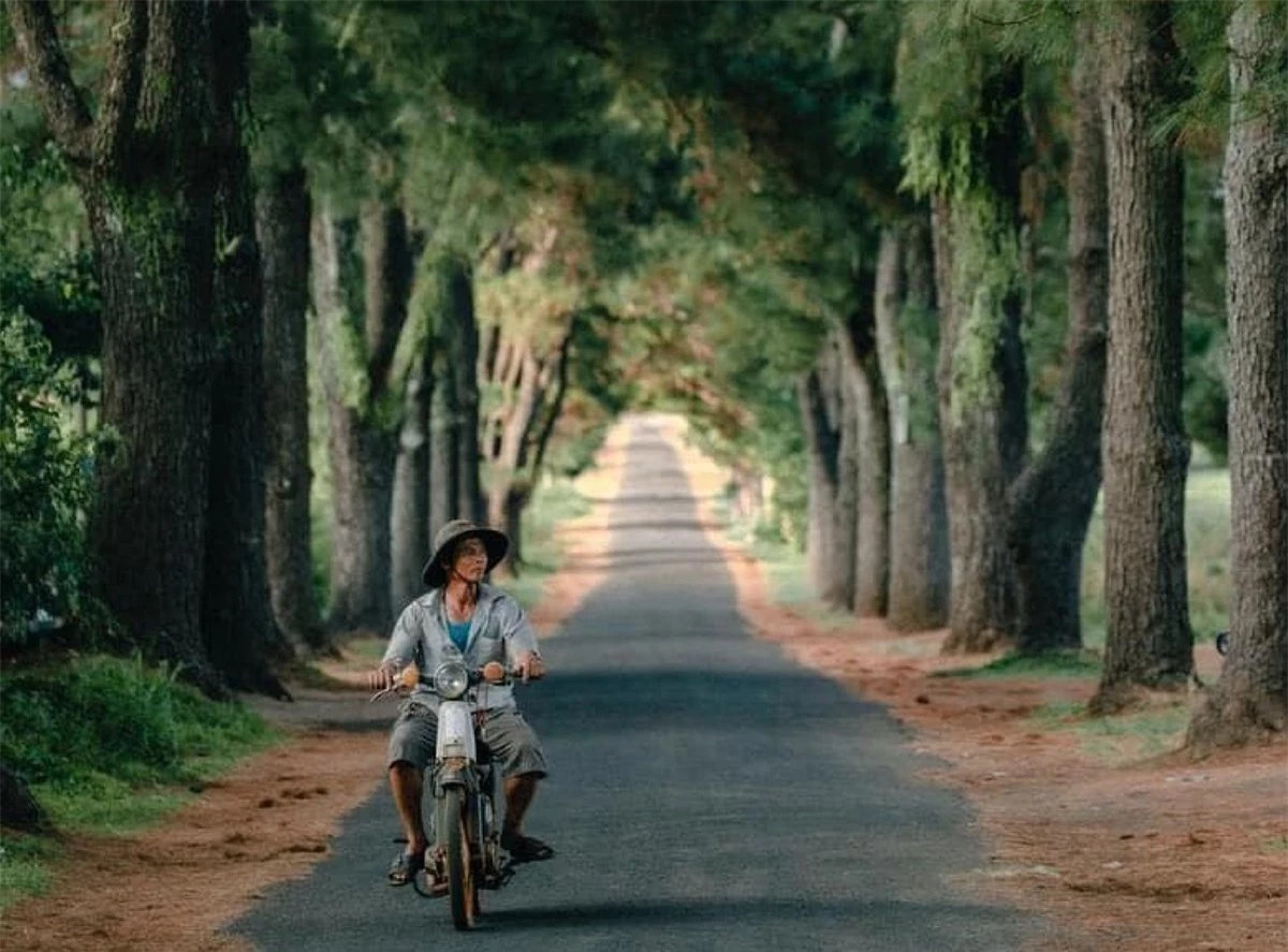 Vẻ đẹp của hàng thông trăm tuổi đẹp như phim ngôn tình ở Gia Lai ảnh 6