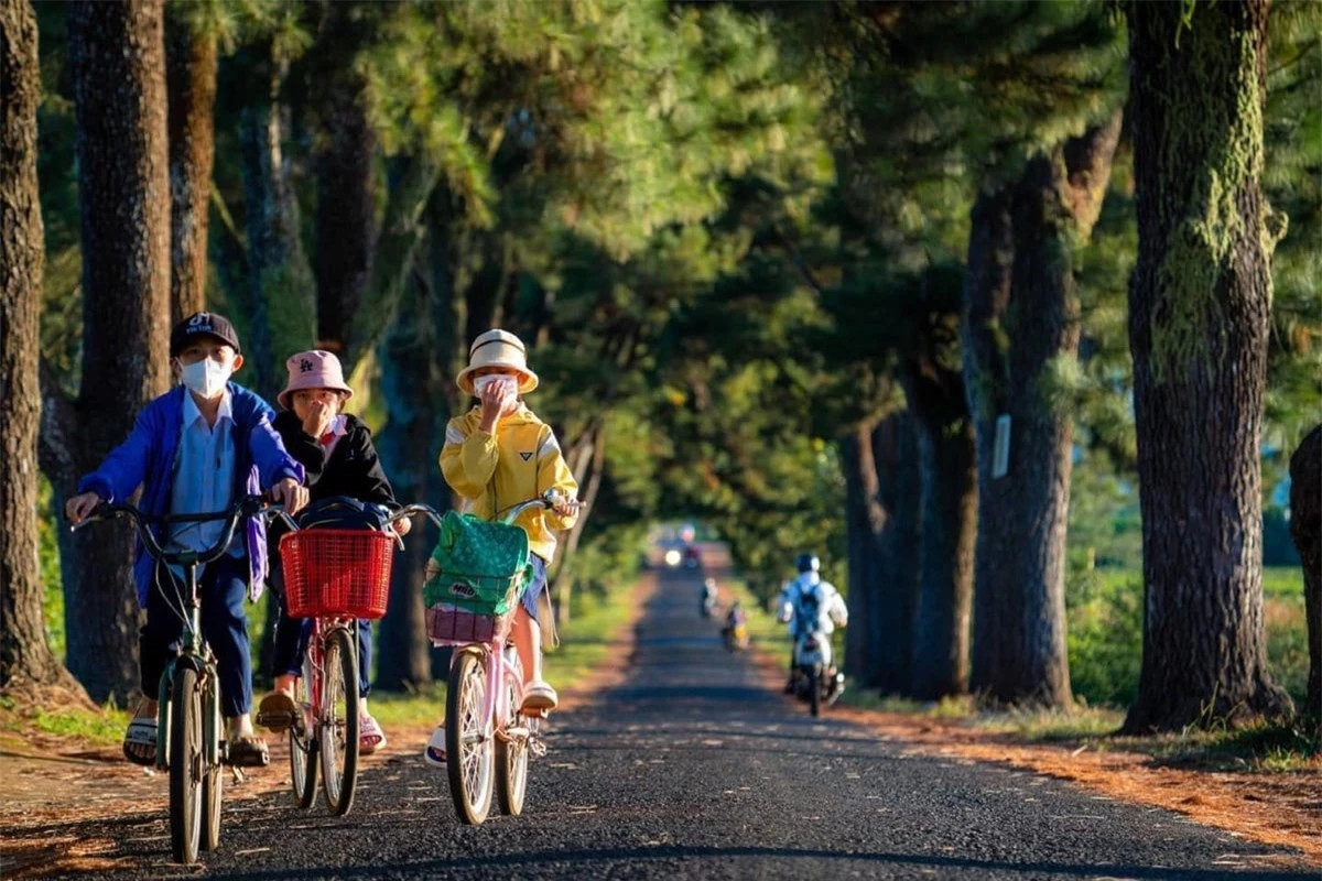 Vẻ đẹp của hàng thông trăm tuổi đẹp như phim ngôn tình ở Gia Lai ảnh 1