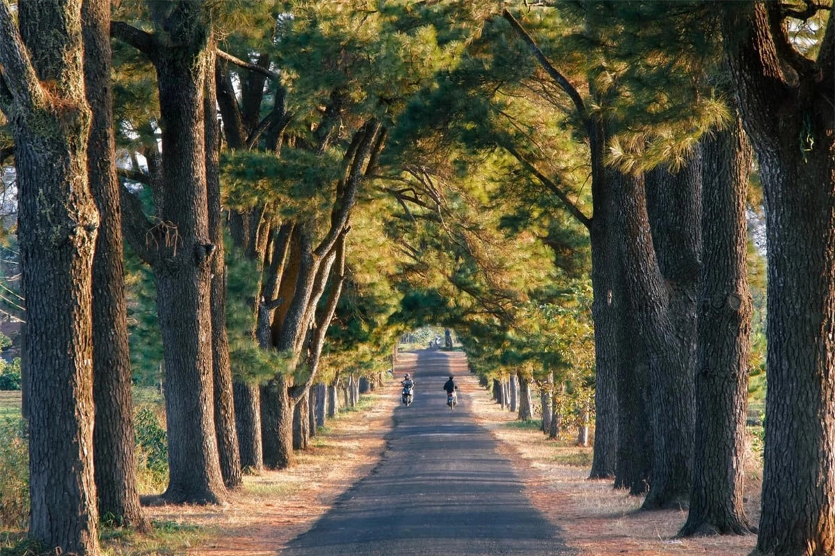 Vẻ đẹp của hàng thông trăm tuổi đẹp như phim ngôn tình ở Gia Lai ảnh 4