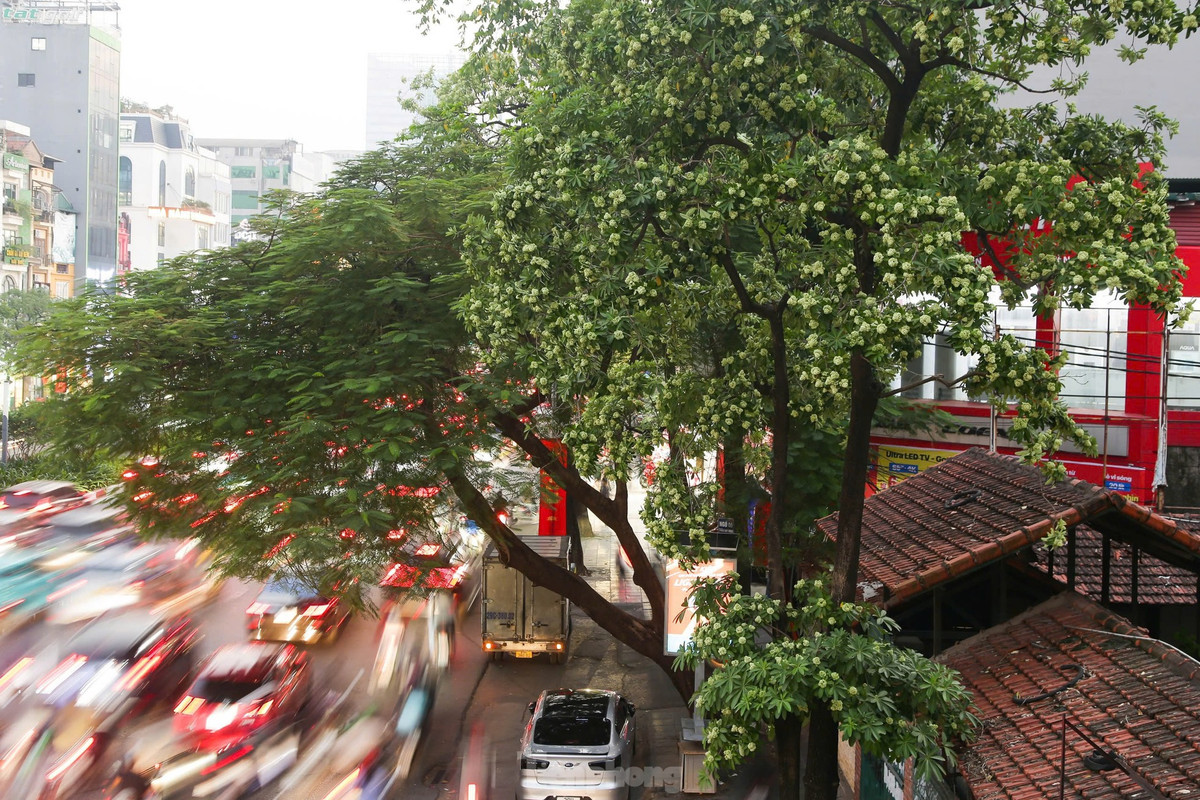 Hoa sữa Hà Nội là loài cây tương đối dễ trồng, dễ chăm sóc. Cây có tán lá dày và rộng, thường được trồng ở các tuyến phố, khu dân cư để lấy bóng mát. Có tới hơn 40 loài hoa sữa, đặc điểm chung là cây cao, vỏ cây dày, chảy nhựa như sữa nên gọi là hoa sữa.