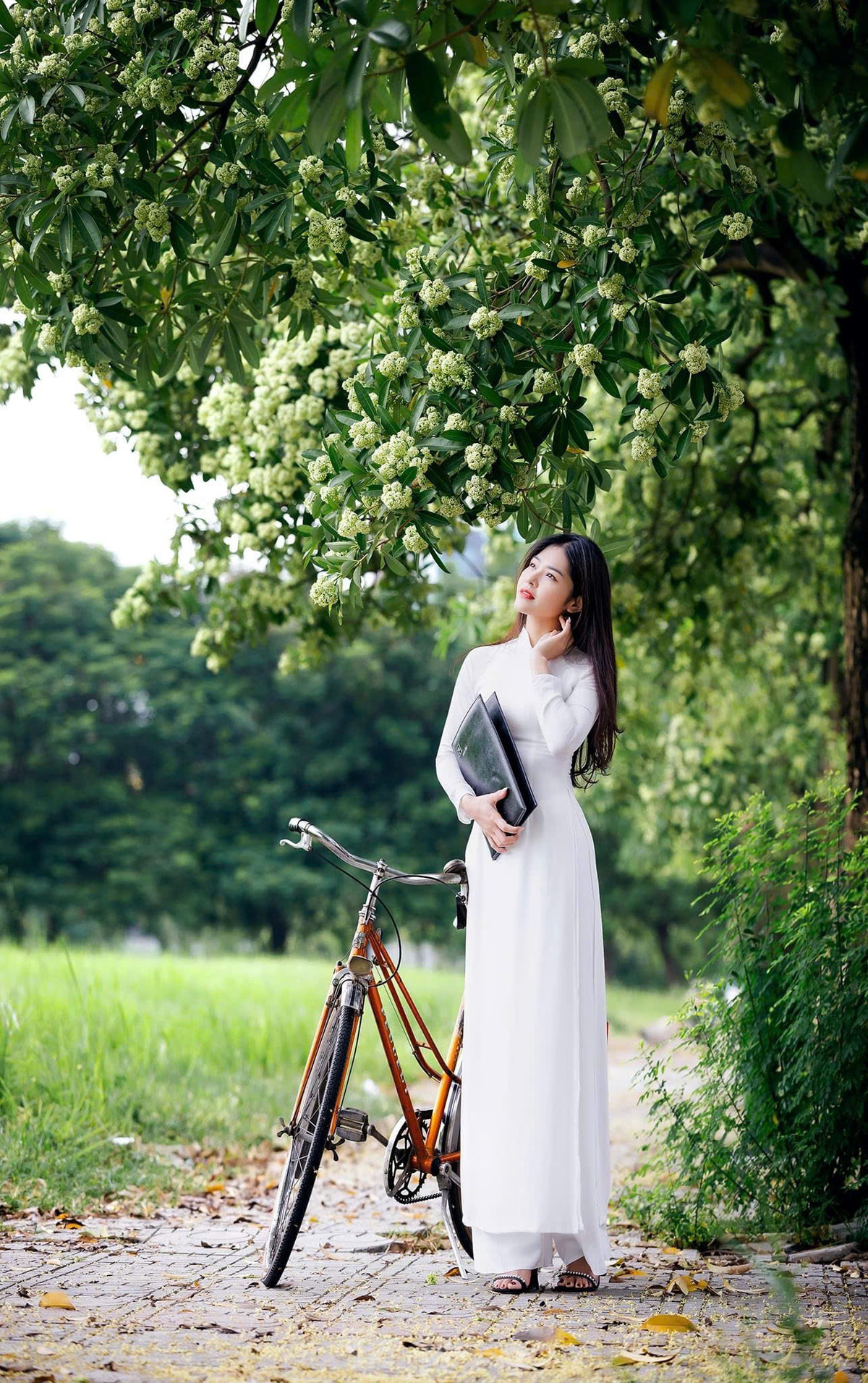 Những gốc hoa sữa sai trĩu trịt với bông hoa li ti cùng nhau bung nở, tạo thành từng chùm hoa lớn đã trở thành điểm check-in phải có trong sổ tay của rất nhiều các "nàng thơ".