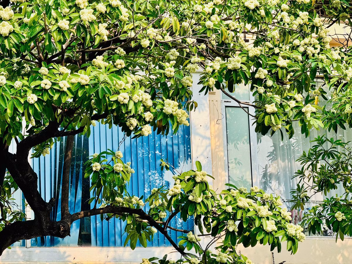 Hoa sữa đã đi vào thơ ca, nhạc họa như một người tình đầy hương sắc, trong cả những bản tình ca không tuổi của cố nhạc sĩ Trịnh Công Sơn: "Hà Nội mùa Thu, mùa Thu Hà Nội. Mùa hoa sữa về, thơm từng cơn gió. Mùa cốm xanh về thơm bàn tay nhỏ. Cốm sữa vỉa hè thơm bước chân qua...."