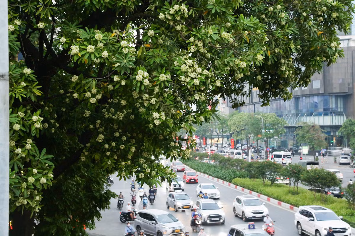 Hoa sữa Hà Nội có từ rất lâu đời, có từ khi người Pháp đưa cây các vùng nhiệt đới khác đến trồng tại Hà Nội. Tên khoa học là Alstonia scholaris - một loài thực vật nhiệt đới thường xanh thuộc chi Hoa sữa, họ La bố ma (Apocynaceae).
