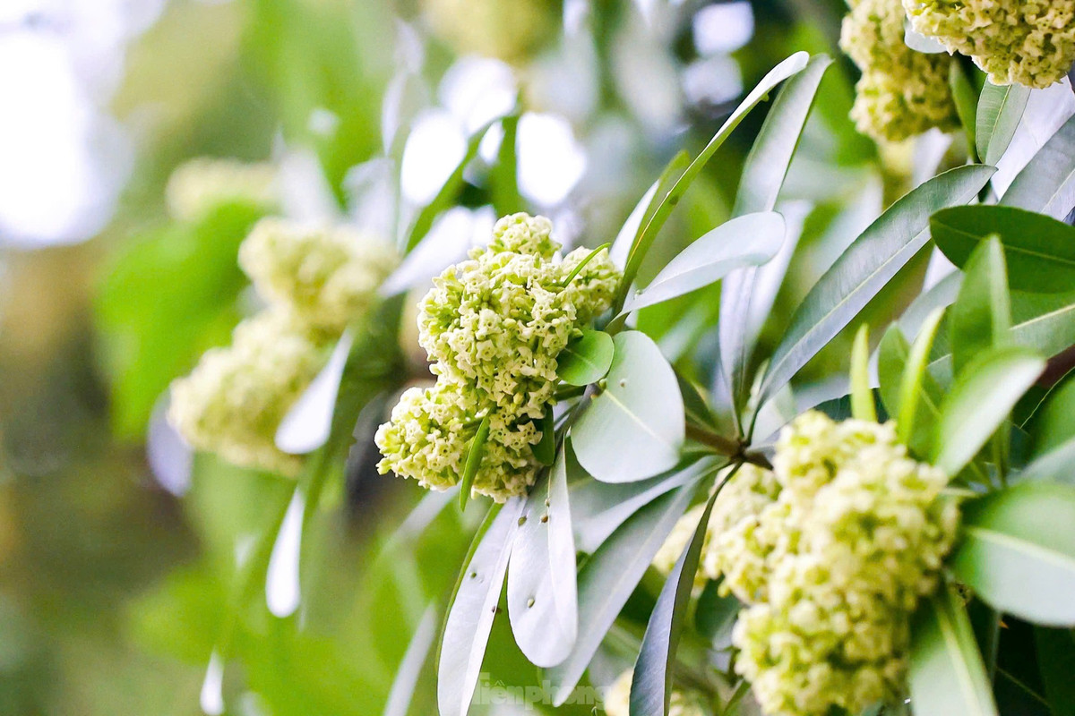 Tại Hà Nội rất nhiều tuyến phố được trồng loài hoa đặc trưng của sắc thu này, từ con phố Nguyễn Du đã đi vào thi ca tới rất nhiều tuyến đường khác. Trên phố Nguyễn Chí Thanh, dọc hai bên đường từ cầu vượt giao với đường Láng kéo dài đến ngã tư giao với phố Trần Duy Hưng, hoa sữa trồng khá nhiều.