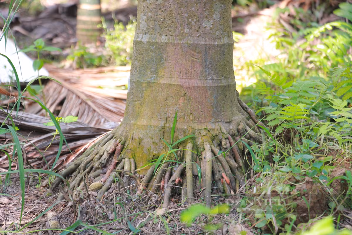 Cau tuoi duoc mua gia 90.000 dong/kg, nhieu loi ich bat ngo-Hinh-4