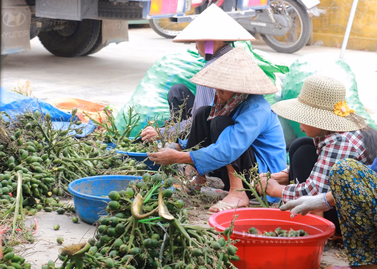 Cau tuoi duoc mua gia 90.000 dong/kg, nhieu loi ich bat ngo-Hinh-3
